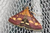Pyrausta purpuralis