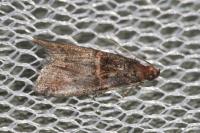 Acrobasis advenella