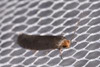 Cephimallota crassiflavella
