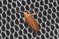 Crassa unitella