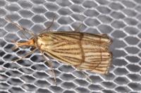 Chrysocrambus linetella