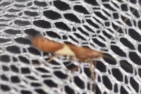 Caloptilia stigmatella