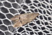 Teleiodes vulgella