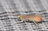 Phyllonorycter quercifoliella