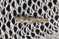 Batrachedra praeangusta