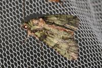 Polyphaenis sericata