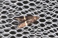 Aproaerema larseniella