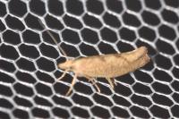 Ypsolopha alpella