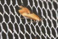 Batia lunaris