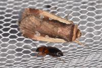 Ochropleura plecta