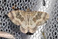 Epirrhoe alternata