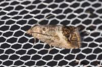 Cydia splendana