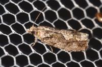 Zeiraphera isertana