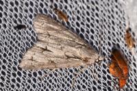Acronicta psi