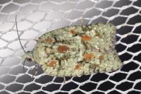 Acleris literana