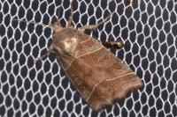Ipimorpha retusa