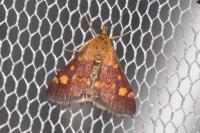 Pyrausta aurata