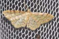 Idaea fuscovenosa