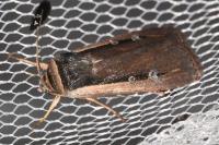 Ochropleura leucogaster