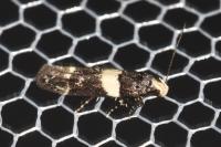 Recurvaria leucatella