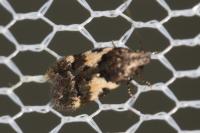 Teleiodes luculella