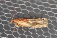 Eucosma cana