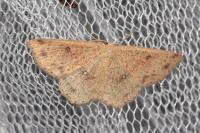 Cyclophora porata