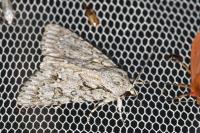 Acronicta aceris