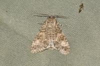 Acronicta megacephala