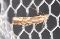 Phyllonorycter distentella
