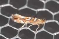 Phyllonorycter muelleriella