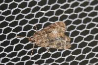 Eudonia mercurella