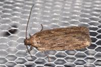 Depressaria daucella