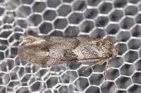 Blastobasis glandulella