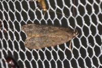 Anacampsis blattariella/populella