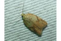 Acleris ferrugana/notana
