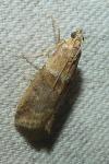 Acrobasis repandana