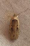 Agonopterix ocellana