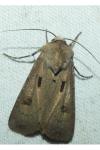 Agrotis exclamationis