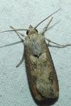 Agrotis ipsilon