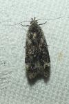 Anacampsis blattariella/populella