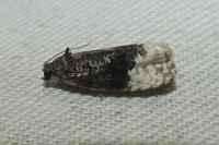 Apotomis betuletana