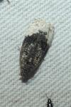 Apotomis betuletana