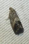 Cydia splendana