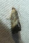 Cydia splendana