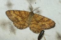 Ematurga atomaria