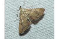 Endotricha flammealis