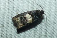 Epiblema