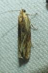 Eucosma
