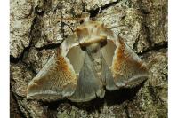 Habrosyne pyritoides